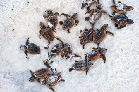 aerial view of baby turtles on a beach