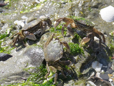 three brown crabs around rocks