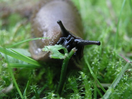 a close up photograph of a snail
