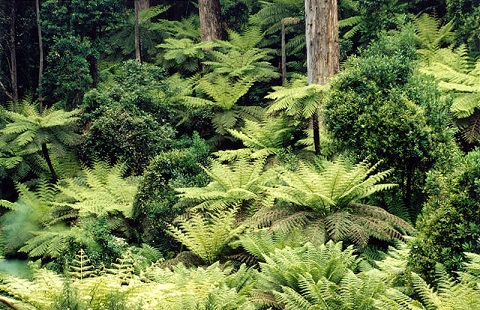 green plants including lots of ferns in a forest