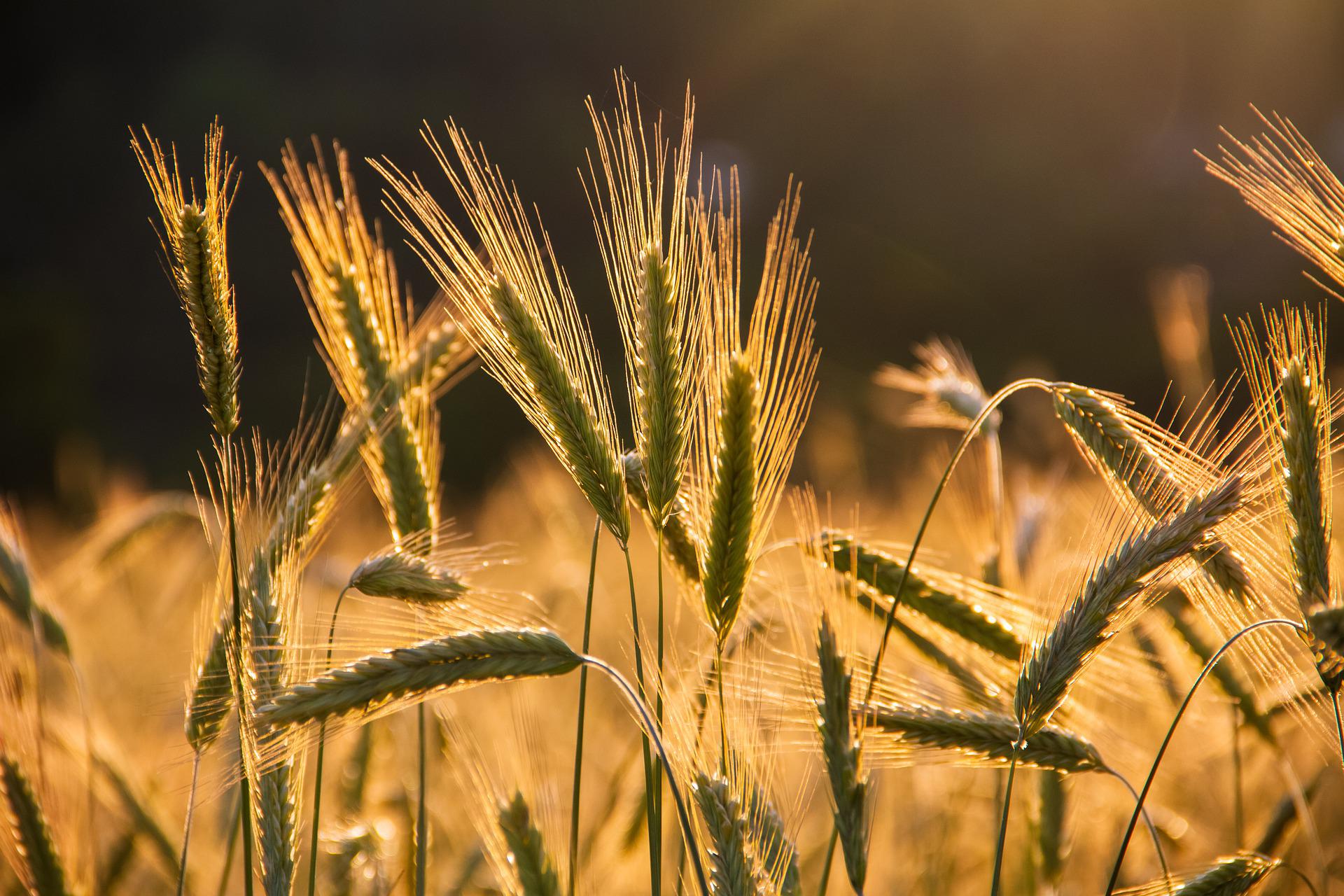 a close up of barley growing with a black background.