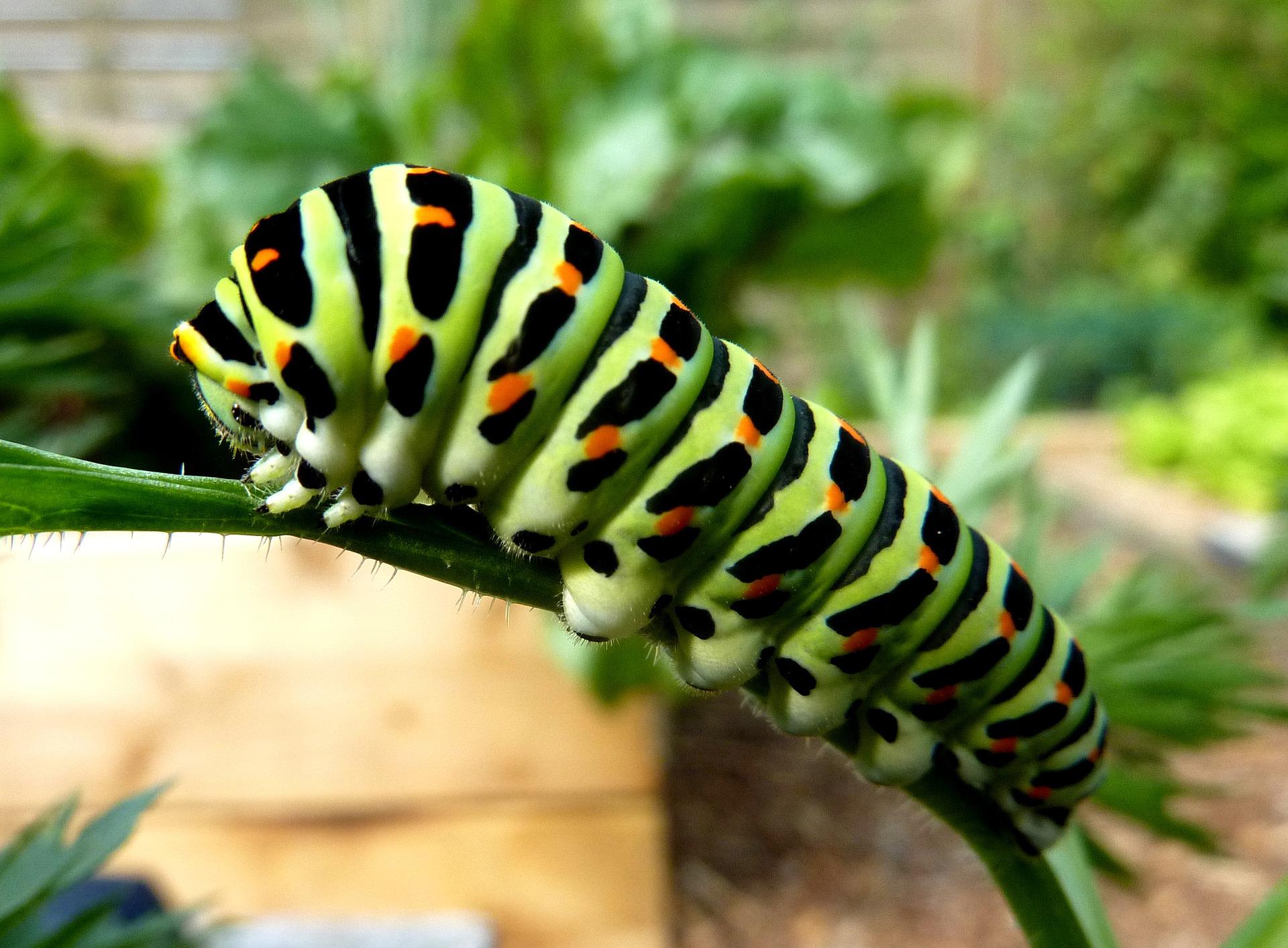 a swallowtail caterpillar with green and black stripes with orange spots