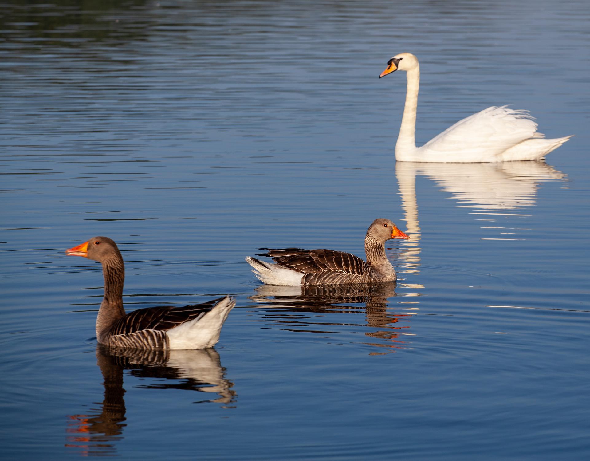 Two geese swimming on blue water with a swan swimming in the background.
