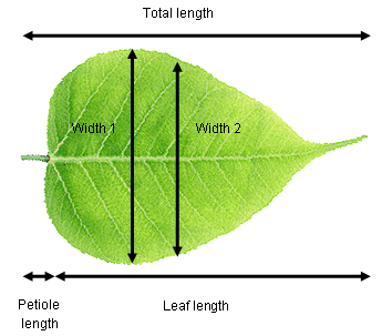 A grenn leaf with double ended arrows indicating the total length, leaf length, width at the widest point, width half way along the leaf and petiole length.