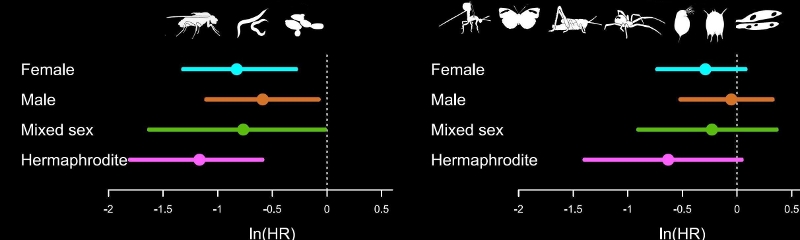 Two diagrams. Left diagram has three silouhettes of insects above a graph with four horizontal lines with points in the middle of each labbelled female, male mixed sex and hermaphrodite. None of the four lines overlap the reference vertical dotted line. Right diagram has seven silouhettes of insects above a graph with four horizontal lines with points in the middle of each labbelled female, male mixed sex and hermaphrodite. On this graph all four lines overlap the reference vertical dotted line.