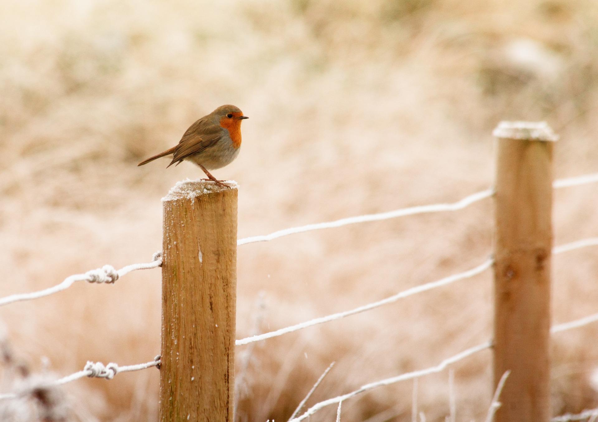 A robin sitting on the post of a fence with snow on the fence and surrounding foliage
