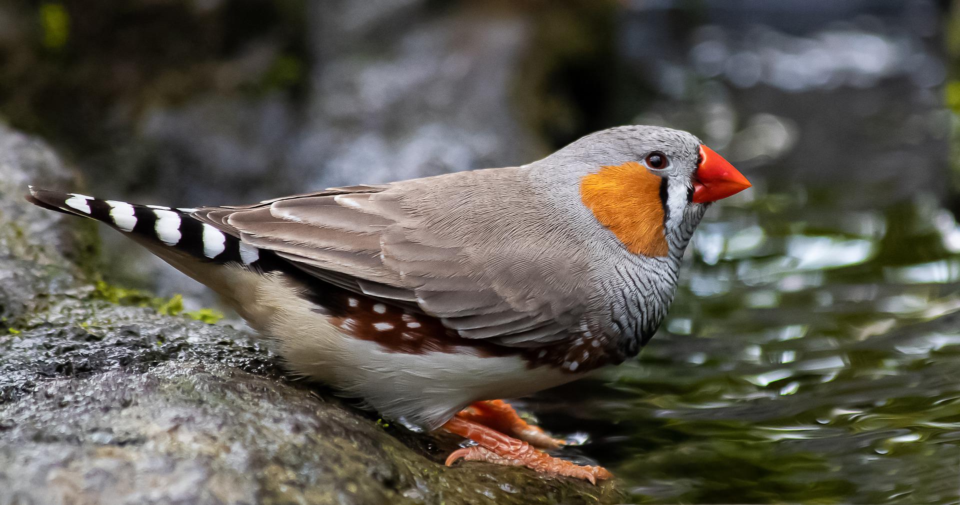 A small bird with bright red beak, orange check, dull boay and black and white tail.